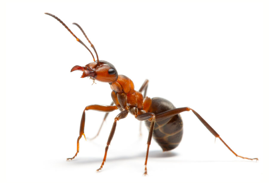 ant-Icon