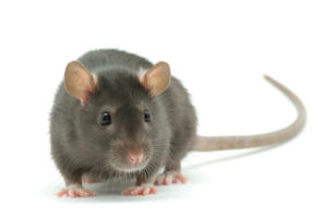 Skyway Pest Management | Mouse Removal Mouse Control Service