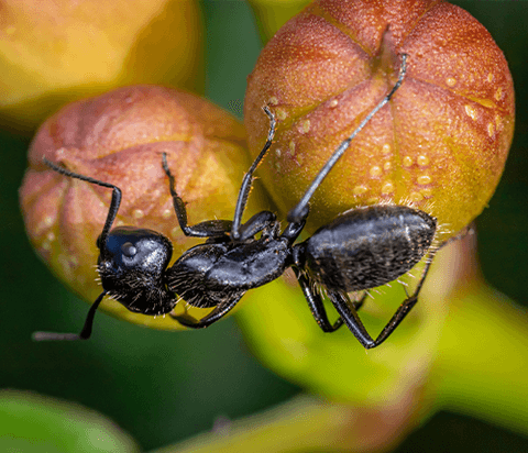 Skyway Pest Management | Carpenter Ants Large black ant