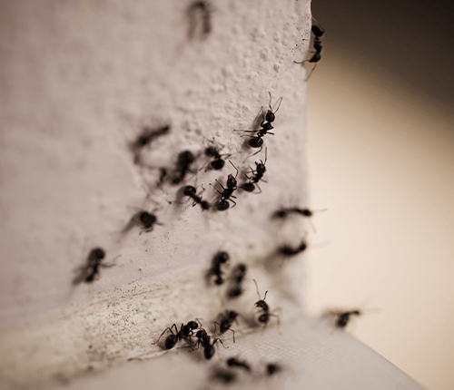 Skyway Pest Management | Carpenter Ants Cluster of ants