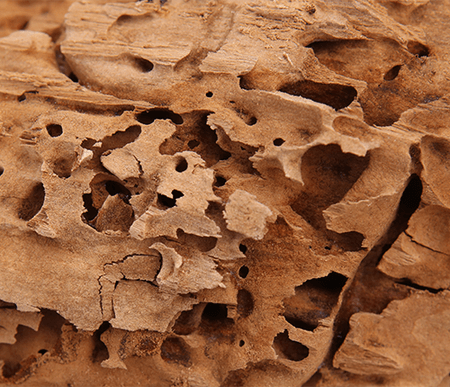 Skyway Pest Management | Carpenter Ants Wood damage